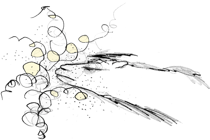 illustrator dorte schou kamel